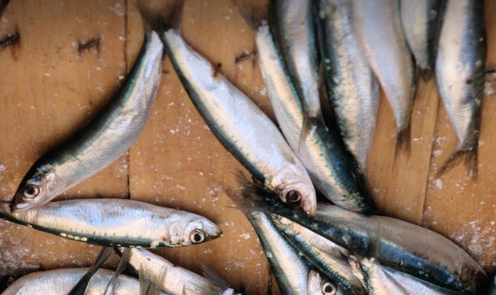 italian canned fish sea specialties