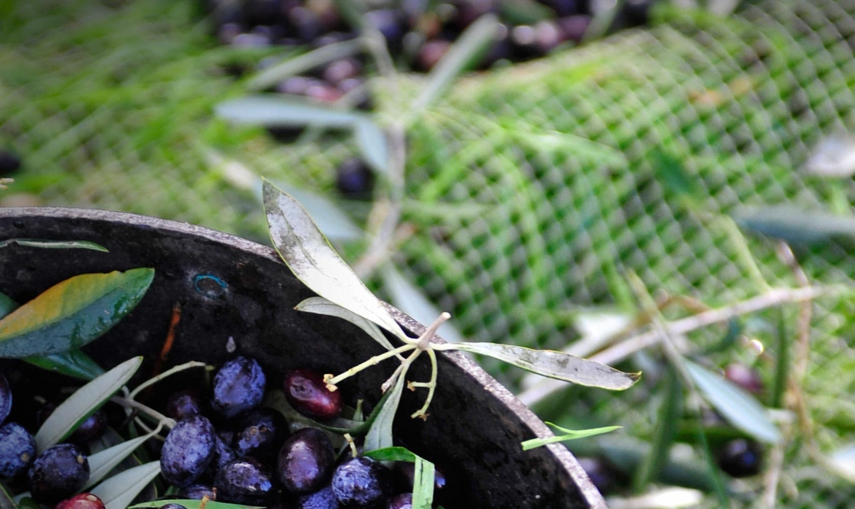 olives taggiasche italienne
